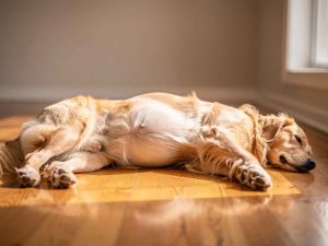 Une chienne Golden Retriever gestante allongée sur le flanc, ventre arrondi, dans un intérieur chaleureux. Idéal pour illustrer l'évolution visible de la grossesse chez la chienne à mi-gestation