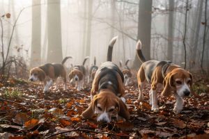 Une meute de Beagles sur une piste en forêt en automne. Les chiens courants, comme le Beagle, sont appréciés pour leur nez exceptionnel et leur endurance sur le terrain