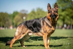 L'importance d'attendre la fin de la croissance osseuse avant la stérilisation des chiens de grande race