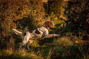 Épagneul breton en arrêt dans un bocage en automne. Découvrez les aptitudes de cette race de chien de chasse polyvalente, parfaite pour les terrains variés et les chasseurs de tous niveaux