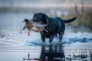 Labrador Retriever noir rapportant un canard dans un marais au lever du jour. Un exemple parfait des aptitudes des chiens rapporteurs pour la chasse au gibier d'eau