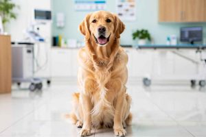 Découvrez quel est le meilleur âge pour la stérilisation de votre chien selon son gabarit et sa race. Tous nos conseils de vétérinaire