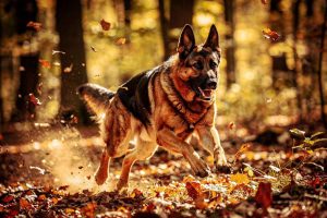 Quelle laisse choisir pour les randonnées avec votre chien ? Découvrez les avantages des laisses longues pour plus de liberté