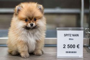 Un chiot Spitz Nain à côté d'une étiquette de prix. Combien coûte un Spitz Nain en élevage ?