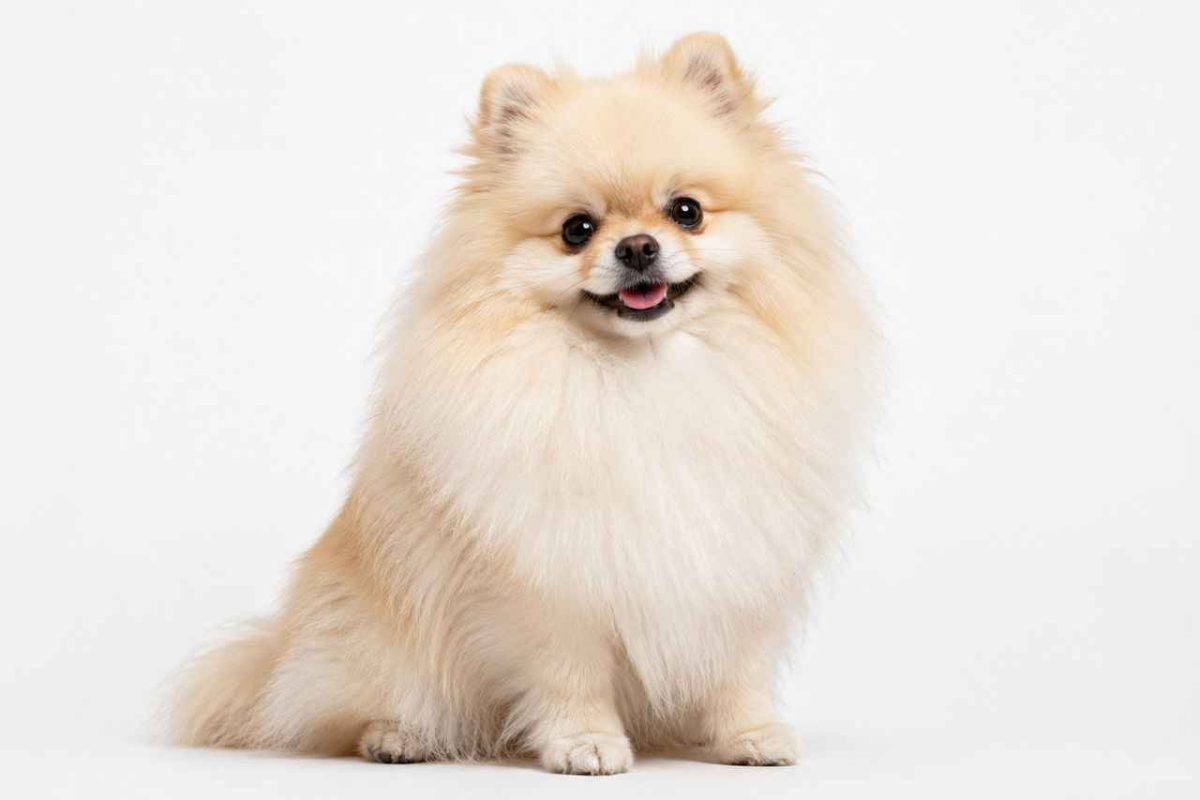 Un Spitz Nain à poil long assis. Découvrez pourquoi ce chien est devenu une star des réseaux sociaux !