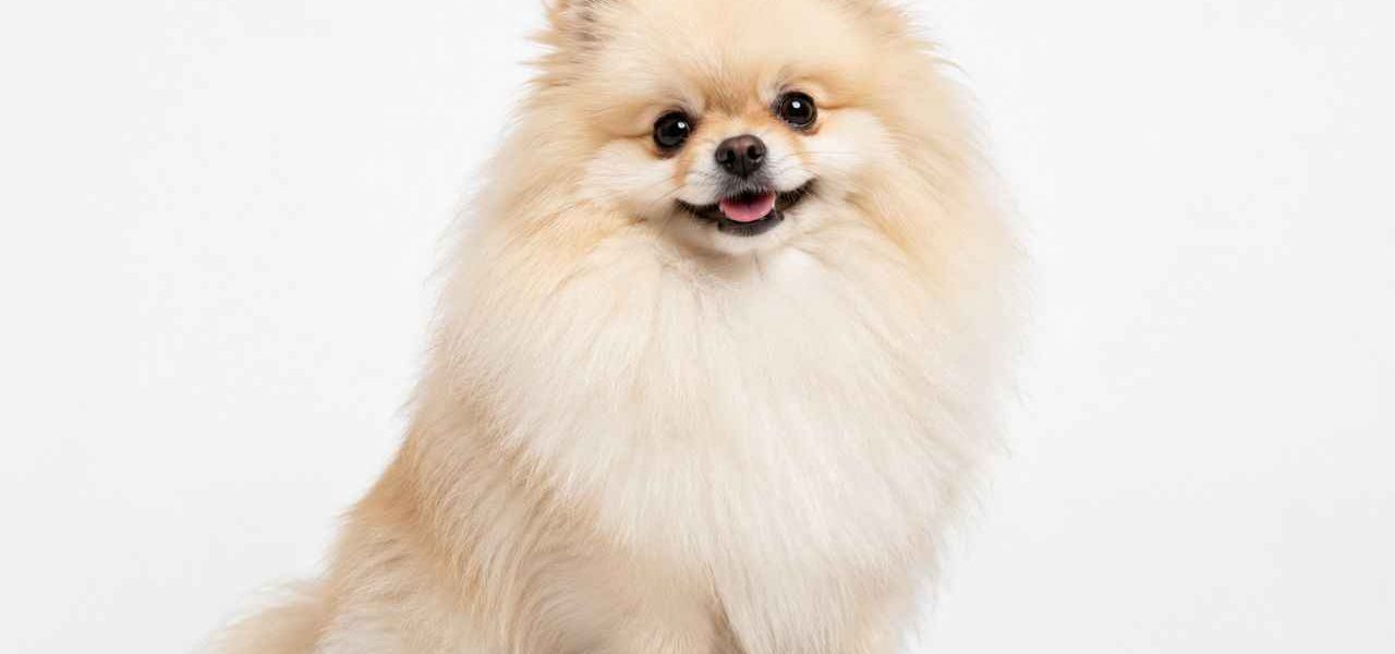 Un Spitz Nain à poil long assis. Découvrez pourquoi ce chien est devenu une star des réseaux sociaux !
