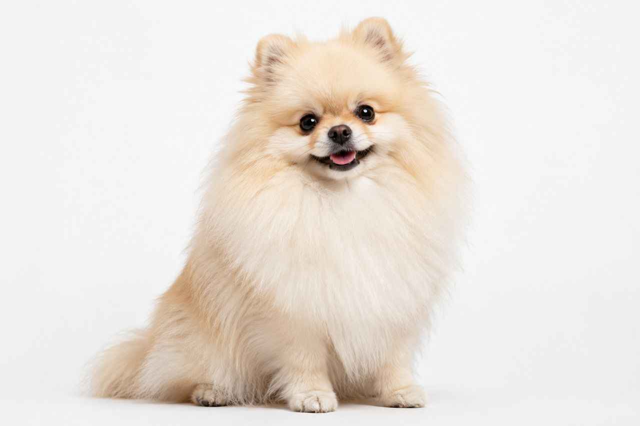 Un Spitz Nain à poil long assis. Découvrez pourquoi ce chien est devenu une star des réseaux sociaux !