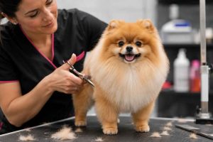 Un Spitz Nain en train d'être toiletté par un professionnel. Pourquoi éviter la coupe « Boo » ?
