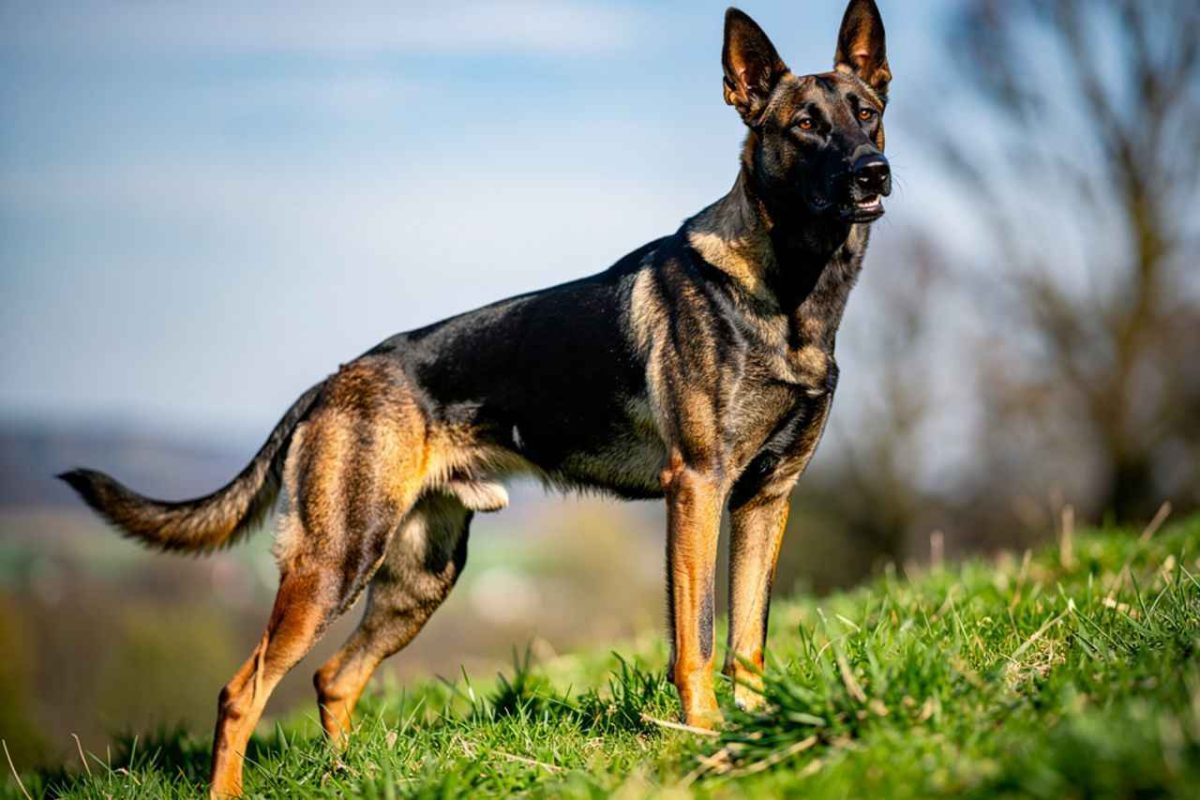Découvrez le profil complet du Beauceron croisé Malinois. Un chien de garde puissant, actif et athlétique idéal pour les maîtres sportifs