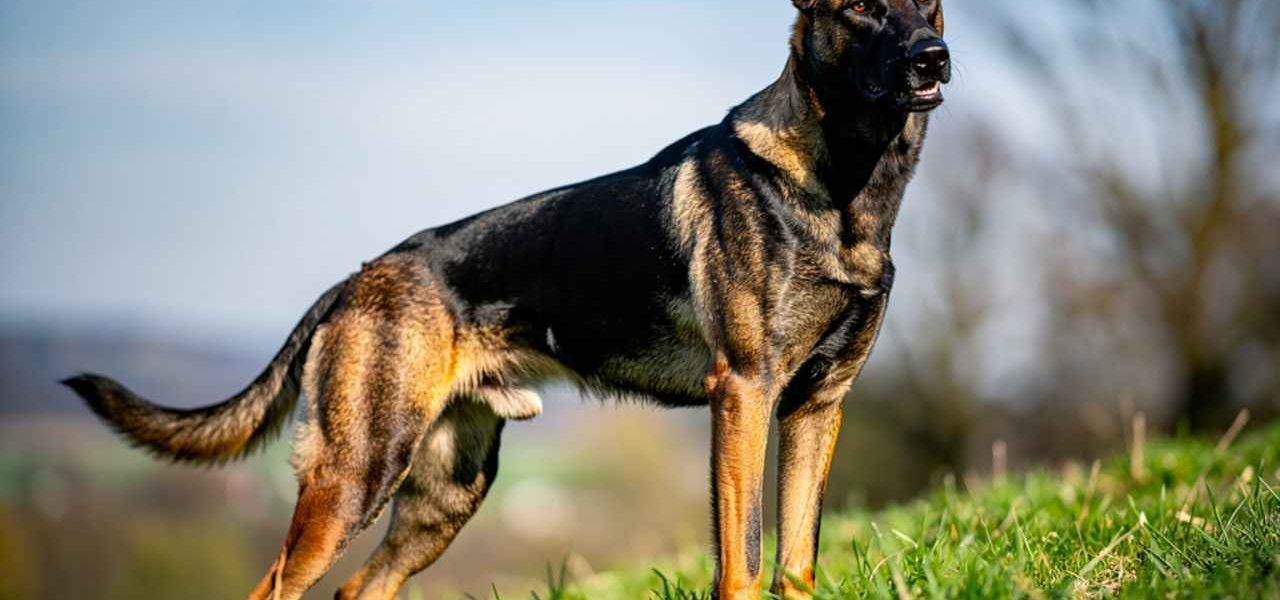 Découvrez le profil complet du Beauceron croisé Malinois. Un chien de garde puissant, actif et athlétique idéal pour les maîtres sportifs