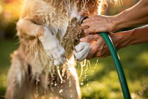 Le réflexe indispensable de l'été : rincer son chien à l'eau claire après la plage ou la piscine