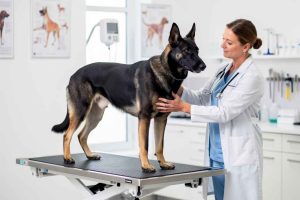 Prévenir la dysplasie de la hanche et préserver la santé du Beauceron croisé Malinois. Les conseils vétérinaires essentiels