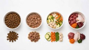 Croquettes, pâtées ou ration ménagère ? Comparez les différents modes de nutrition pour votre chien et trouvez la formule adaptée à votre budget