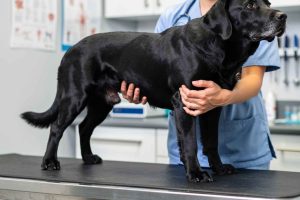 Prévenir la dysplasie de la hanche chez le Berger Allemand croisé Labrador. Les points de vigilance vétérinaire à connaître absolument