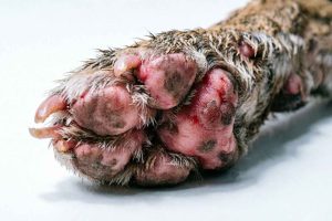 Les rougeurs interdigitales et le prurit sont des signes majeurs d'allergie chez le chien. Apprenez à les repérer
