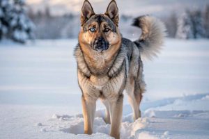 Berger Allemand croisé Husky avec yeux vairons