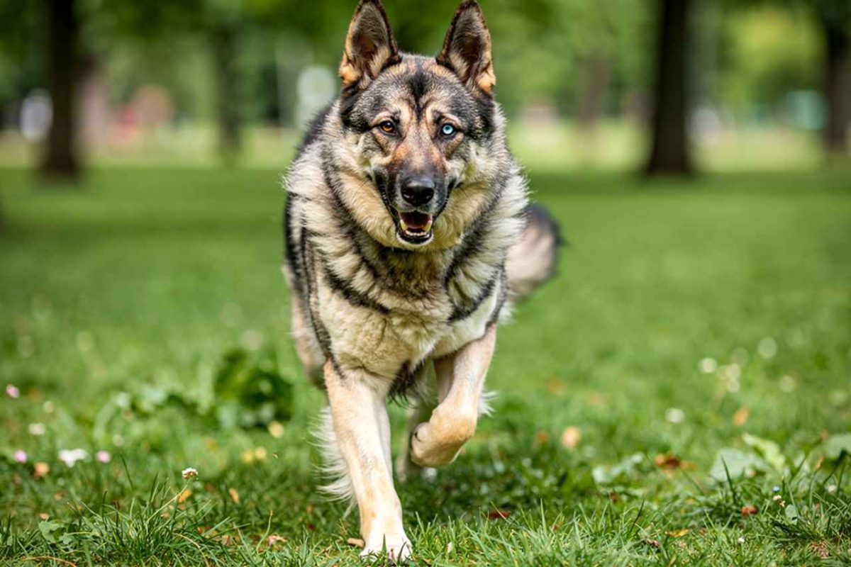 Un grand chien de berger courant dans un parc verdoyant : le le Gerberian Shepsky (Berger Allemand croisé Husky)
